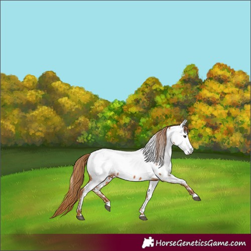 Horse Color:Chestnut Appaloosa