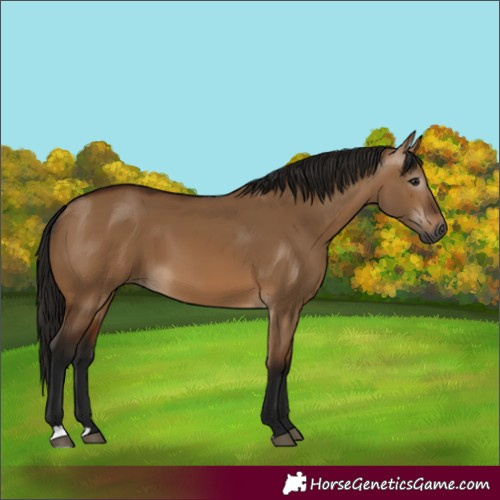 Horse Color:Gray Bay Dun