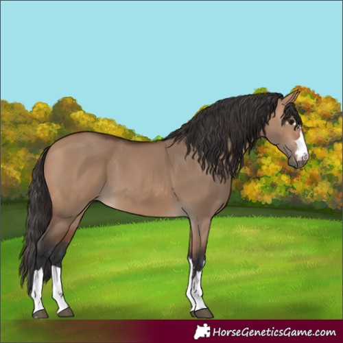 Horse Color:Bay Dun