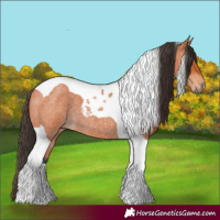 Horse Color:Bay Roan Tobiano 