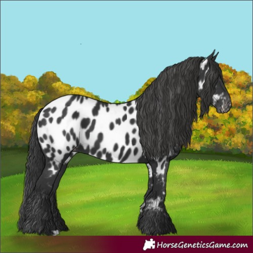 Horse Color:Black Near Leopard 