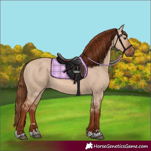 Horse Color:Red Dun Rabicano