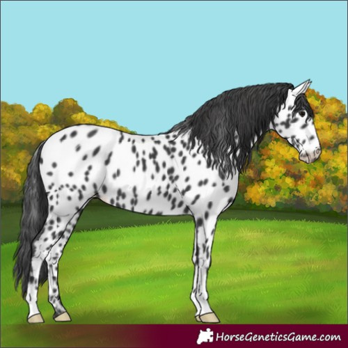 Horse Color:Black Leopard 