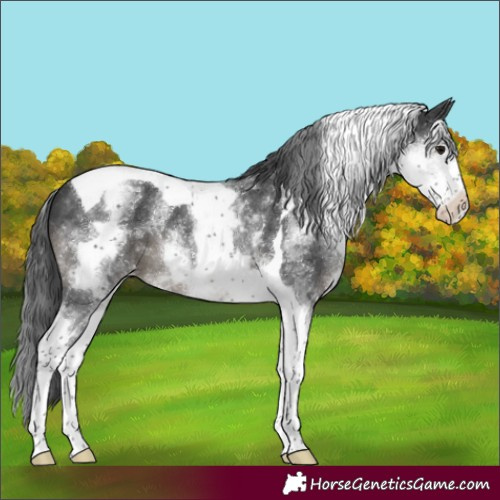 Horse Color:White Spotted Black Tobiano Blanket 