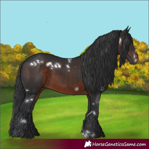 Horse Color:White Spotted Brown Rabicano
