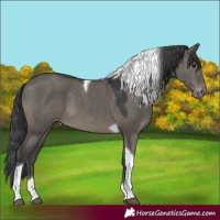 Horse Color:Grullo Tobiano Varnish