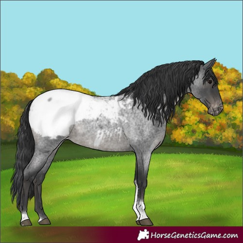 Horse Color:Blue Roan Tobiano Snowcap