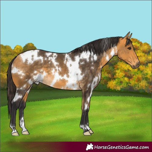 Horse Color:White Spotted Buckskin