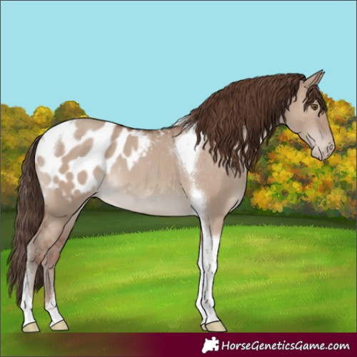Horse Color:Classic Champagne Dun Tobiano Appaloosa