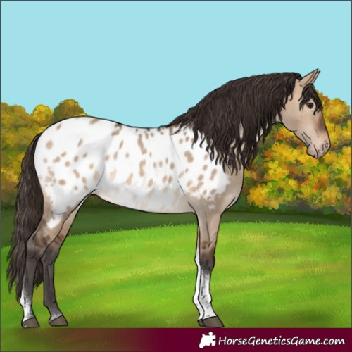 Horse Color:Brown Dun Tobiano Near Leopard 