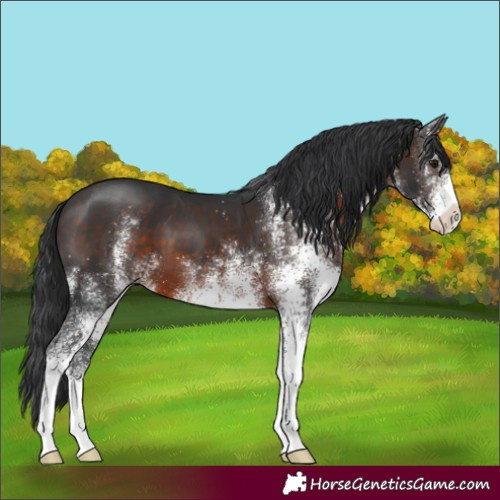 Horse Color:White Spotted Brown