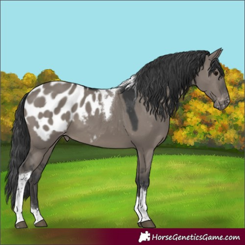 Horse Color:Grullo Tobiano Blanket
