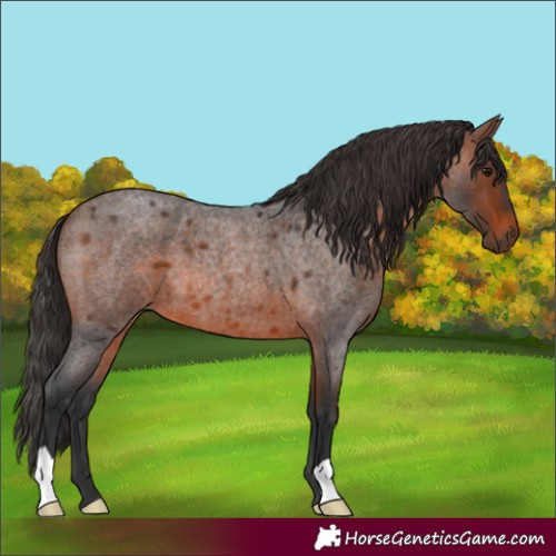 Horse Color:Brown Roan