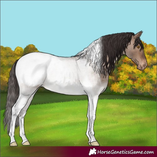 Horse Color:Brown Roan Dun Tobiano Snowcap Rabicano 