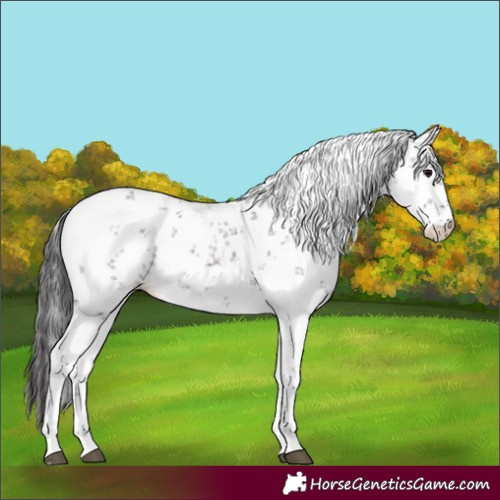 Horse Color:White Spotted Smoky Grullo Sabino 