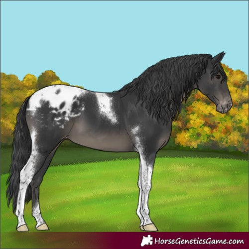 Horse Color:Black Tobiano Blanket