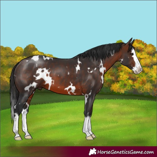 Horse Color:White Spotted Brown Splash
