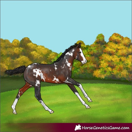 Horse Color:White Spotted Brown Splash