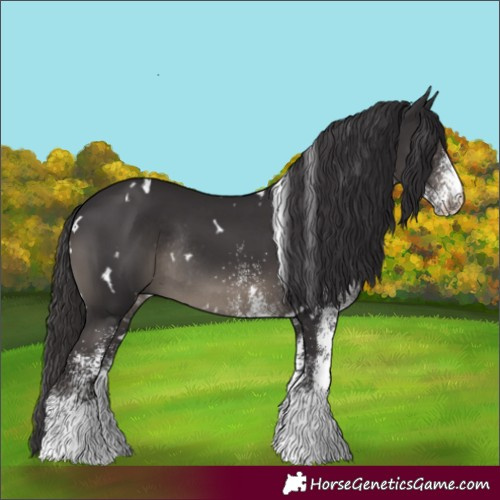 Horse Color:White Spotted Smoky Black Rabicano