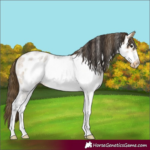 Horse Color:White Spotted Buckskin Roan Frame Skewed LP Spotted