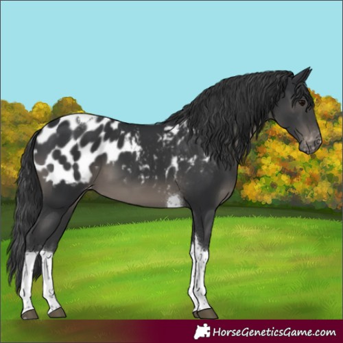 Horse Color:Black Tobiano Blanket 