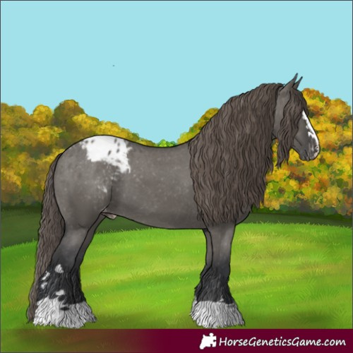 Horse Color:Grullo Appaloosa 