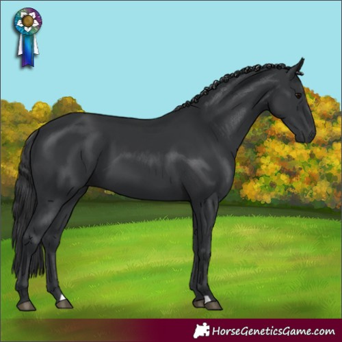 Horse Color:Black 