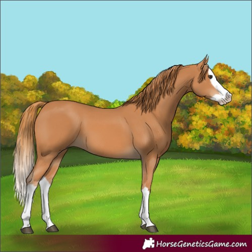 Horse Color:Chestnut Splash