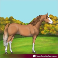 Horse Color:Chestnut Splash