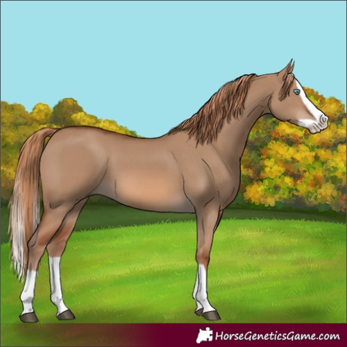 Horse Color:Red Dun Splash 