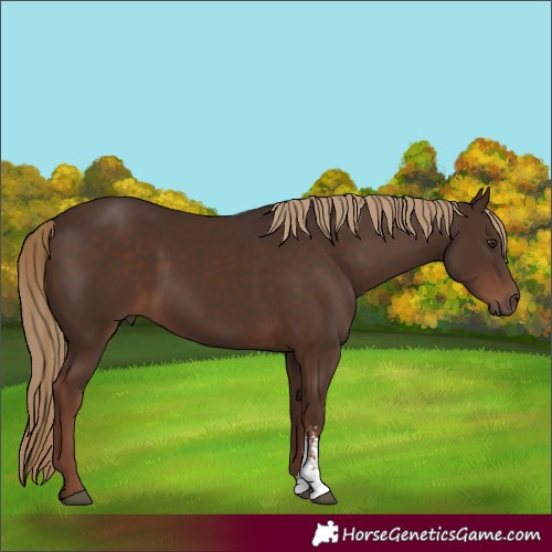 Horse Color:Liver Chestnut Sabino 