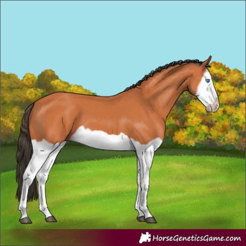 Horse Color:Bay Splash Frame