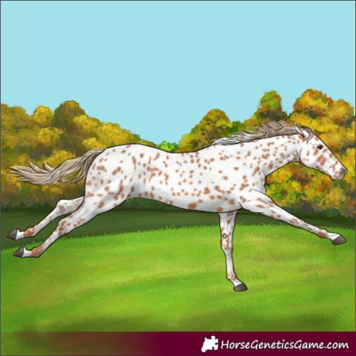Horse Color:Chestnut Appaloosa 