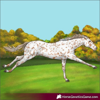 Horse Color:Chestnut Appaloosa