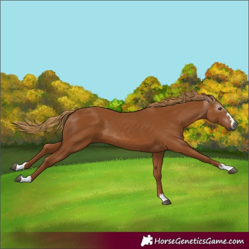 Horse Color:Unknown 