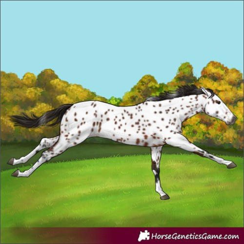 Horse Color:Gray Bay Appaloosa