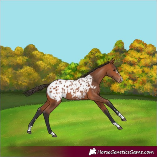 Horse Color:Bay Appaloosa 