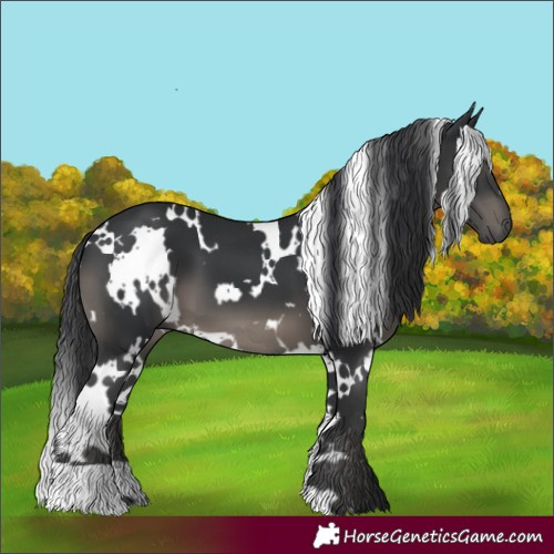Horse Color:White Spotted Black 