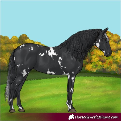 Horse Color:White Spotted Black 