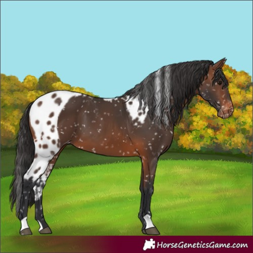 Horse Color:Brown Skewed LP Spotted