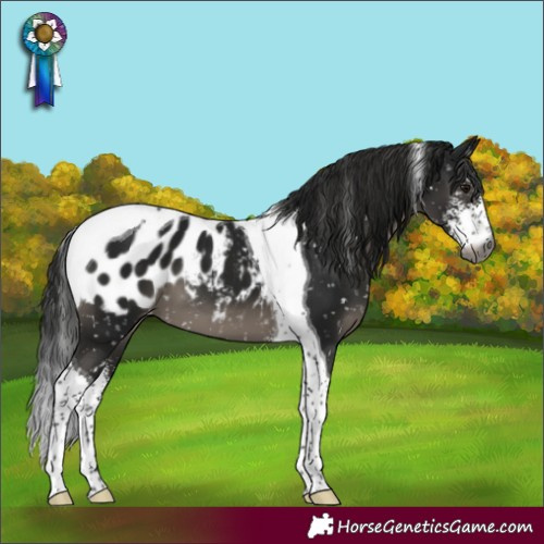 Horse Color:Gray Smoky Black Sabino Tobiano Appaloosa 