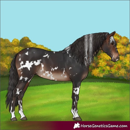 Horse Color:White Spotted Brown 