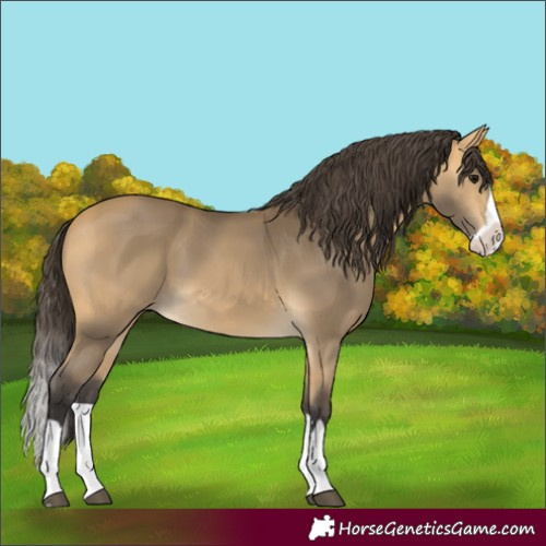 Horse Color:Buckskin Splash 