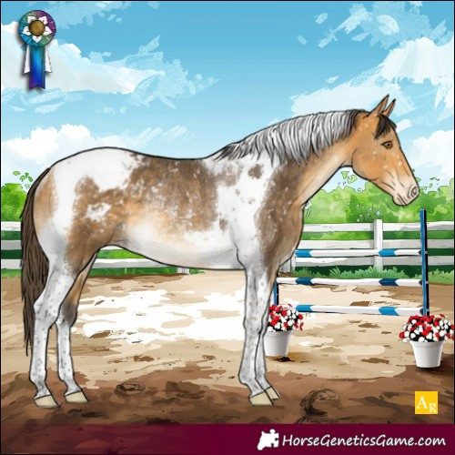 Horse Color:Buckskin Tobiano Appaloosa Rabicano