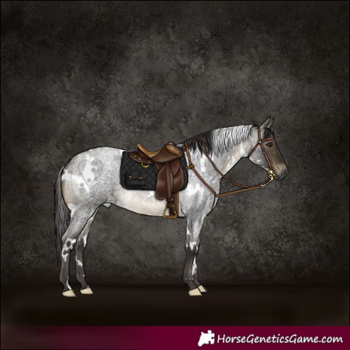 Horse Color:White Spotted Buckskin Roan