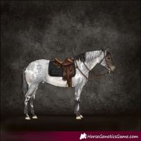 Horse Color:White Spotted Buckskin Roan 