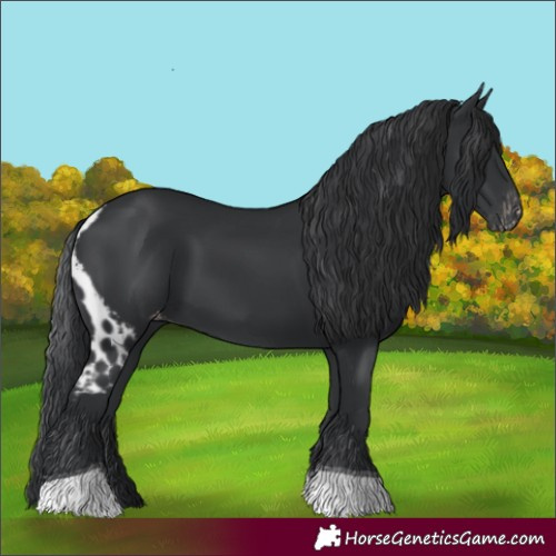 Horse Color:Black Tobiano Skewed LP Spotted