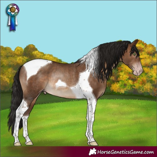 Horse Color:Gray Sable Champagne Tobiano Rabicano 