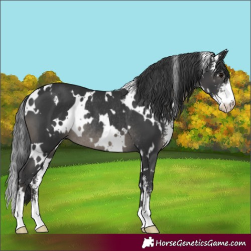 Horse Color:White Spotted Black Sabino Rabicano 