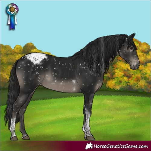Horse Color:Gray Black Tobiano Snowcap Rabicano
